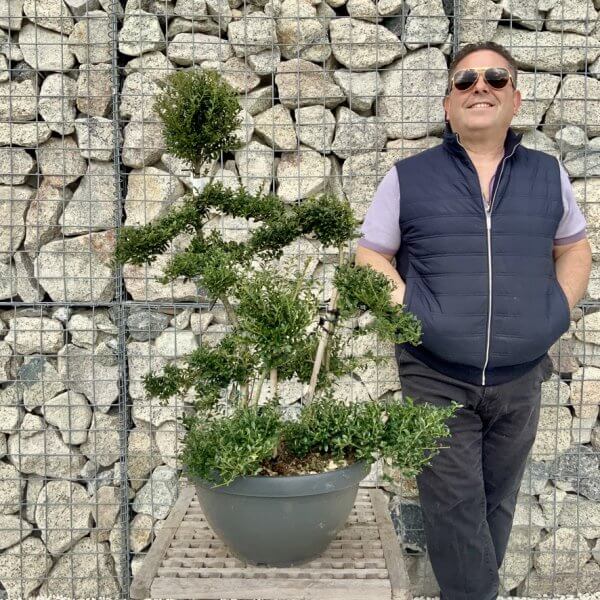 Ilex Crenata Kinme Cloud Tree H255 - F43D34B4 BAF3 4B87 BD5D 9818964C0210 1 105 c