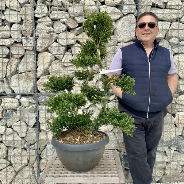 Ilex Crenata Kinme Cloud Tree H234 - FDCBAD44 6C1E 40FA 92F2 A30EED79A277 scaled