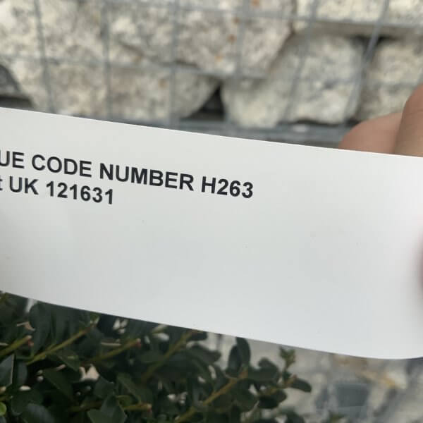 Ilex Crenata Kinme Cloud Tree H263 - FE874540 46C2 4FED B5F0 967244FB4DC5 scaled