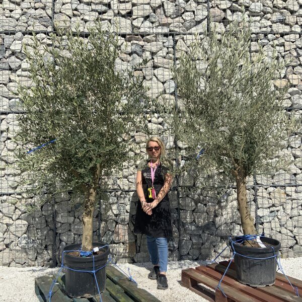 Tuscan Olive Tree Pair XXL H491 (Olea I) - FEFE4C4F 67B2 4DF6 8EAF 1CA6E73153A4 scaled