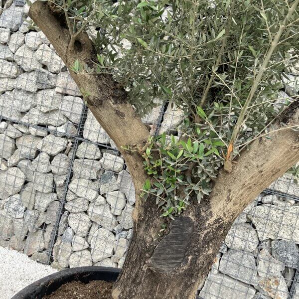 Gnarled Olive Tree XL Multi Stem Low Bowl H551 - 004F3050 244C 4AAC 93AB 1684E3F0D4BA scaled