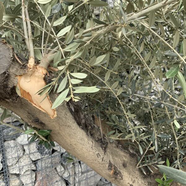 Gnarled Olive Tree XL Multi Stem Low Bowl H572 - 014EEF94 3EC5 4899 A22C 729DDD1F32FD 1 105 c