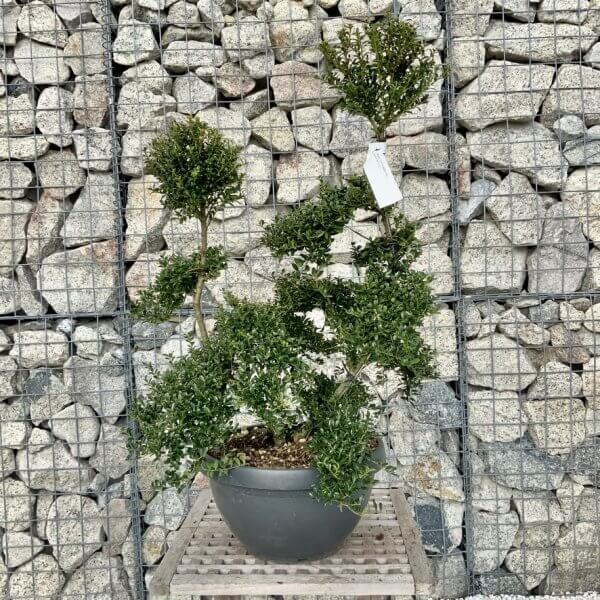 Ilex Crenata Kinme Cloud Tree H289 - 05C5E869 4F15 4493 BA38 D57003C6DBAE 1 105 c