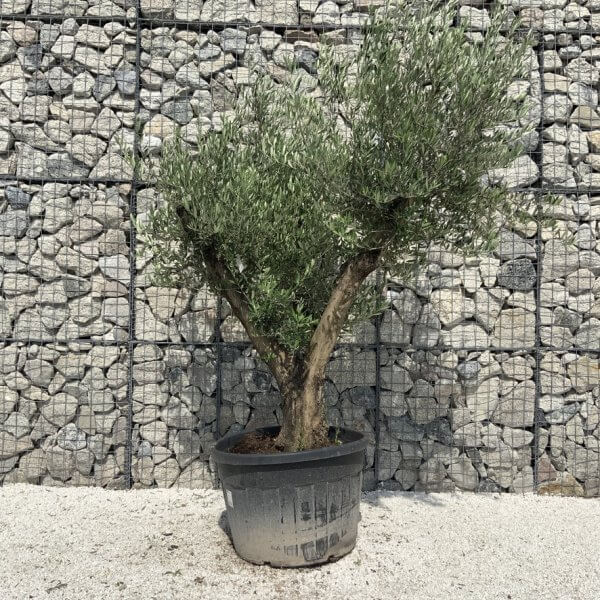 Gnarled Olive Tree Multi Stem H684 - 0854B657 0C07 4A93 AF3C CA78055793F3 1 105 c