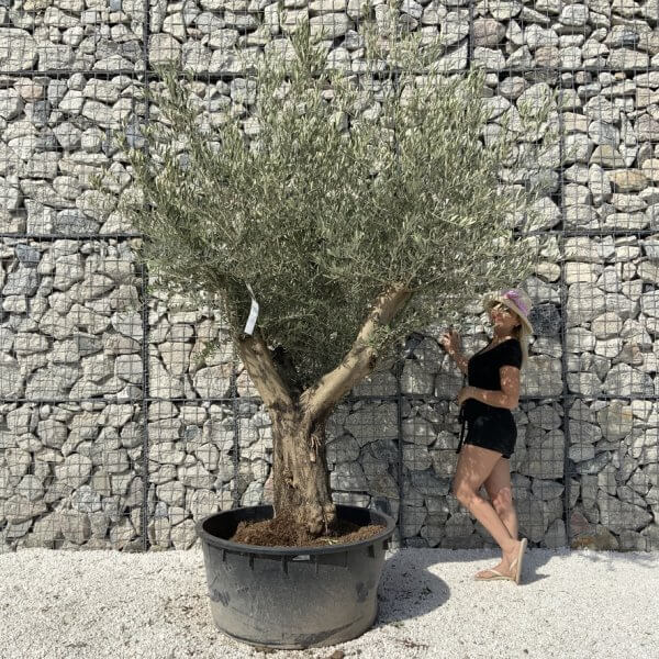 Gnarled Olive Tree XL Multi Stem Low Bowl H704 - 098B611D 8DF9 4875 B26D C93C86665605 1 105 c