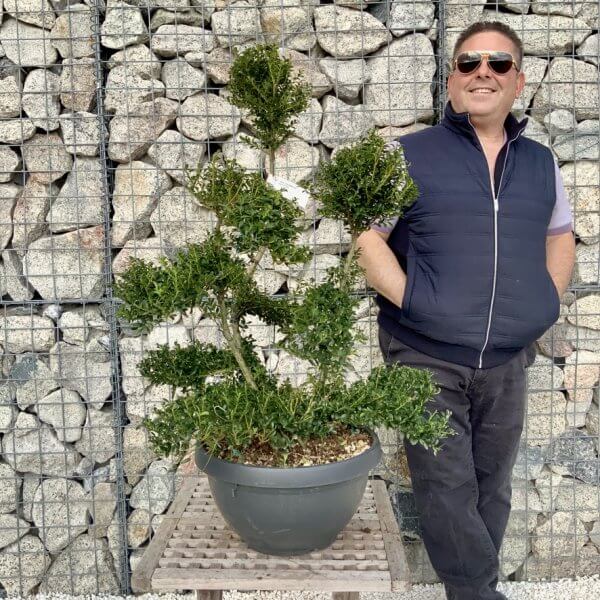 Ilex Crenata Kinme Cloud Tree H286 - 0A5B612E A262 482C ABA5 46AF24A8E002 1 105 c