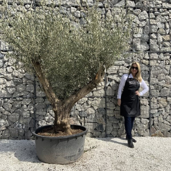 Gnarled Olive Tree XL Multi Stem Low Bowl H617 - 0ADD3C81 53B5 4B49 A090 40090E05700F 1 105 c