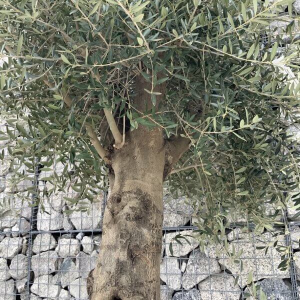 Olive Tree Super Tuscan Chunky Trunk (Individual) H631 - Image 3
