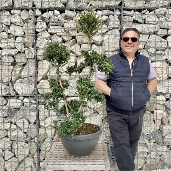 Ilex Crenata Kinme Cloud Tree H279 - 14B046F0 5216 42AD 8C9F 6EA8763BD02D 1 105 c
