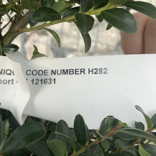 Ilex Crenata Kinme Cloud Tree H282 - 15450262 4403 45BC BEE1 7BCA5EFA2DDF 1 105 c