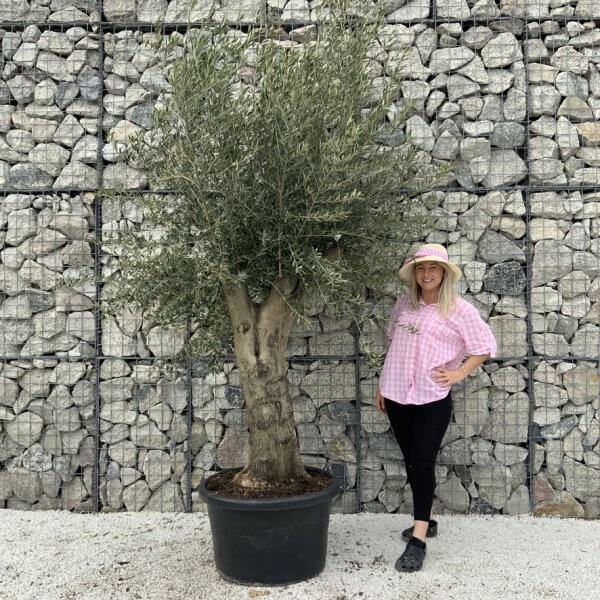 Olive Tree Super Tuscan Chunky Trunk (Individual) H638 - 18408617 63EC 4EBC B8D7 9A6F6095FD67 1 105 c
