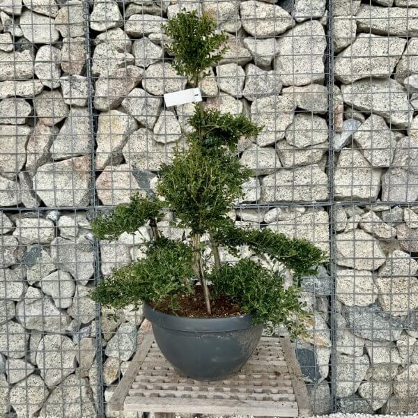 Ilex Crenata Kinme Cloud Tree H284 - 22CF5473 1B35 438E 80B5 845EEF9D1197 1 105 c