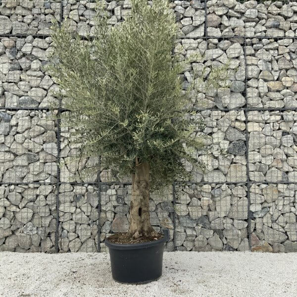 Olive Tree Super Tuscan Chunky Trunk (Individual) H631 - Image 2