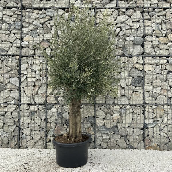 Olive Tree Super Tuscan Chunky Trunk (Individual) H634 - Image 2