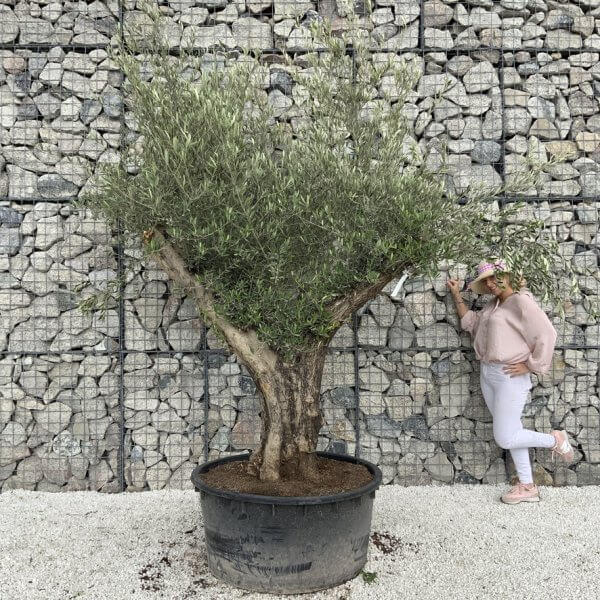Gnarled Olive Tree XL Multi Stem Low Bowl H577 - 29B81A18 97D3 44A3 9911 579CAC37CBE4 1 105 c