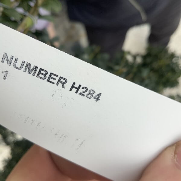 Ilex Crenata Kinme Cloud Tree H284 - 2A04B038 F9D9 48B7 8ECA 47B5F52F2DC1 1 105 c