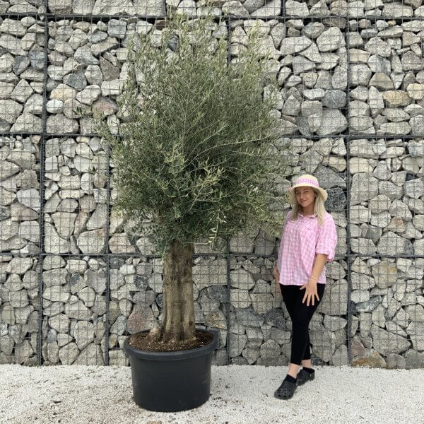 Olive Tree Super Tuscan Chunky Trunk (Individual) H634