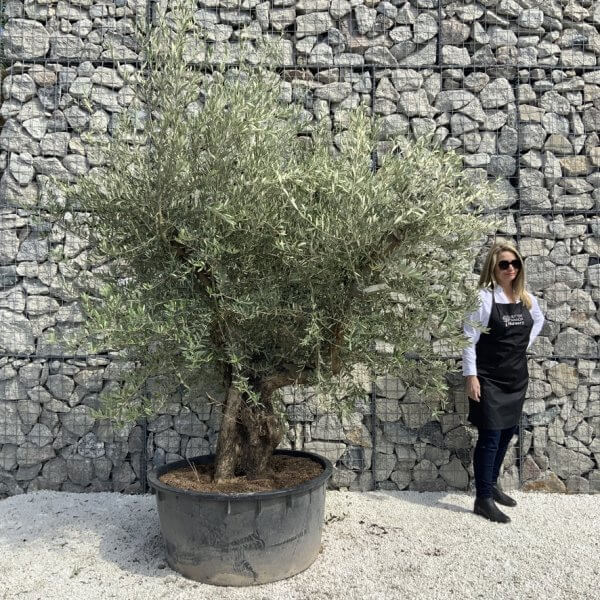 Gnarled Olive Tree XL Multi Stem Low Bowl H623 - 2EA19147 B42B 4155 AD0E 59E88706606E 1 105 c