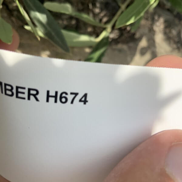 Gnarled Olive Tree Multi Stem H674 - 30D45B1B 8642 4E39 9B38 A406D922609A 1 105 c