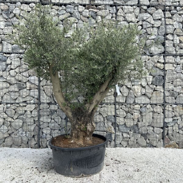 Gnarled Olive Tree XL Multi Stem Low Bowl H628 - Image 2