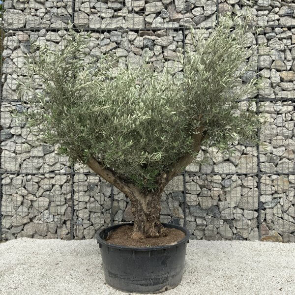 Gnarled Olive Tree XL Multi Stem Low Bowl H555 - 3D983698 2FEF 4E09 820A 3AAA5FDE4788 scaled