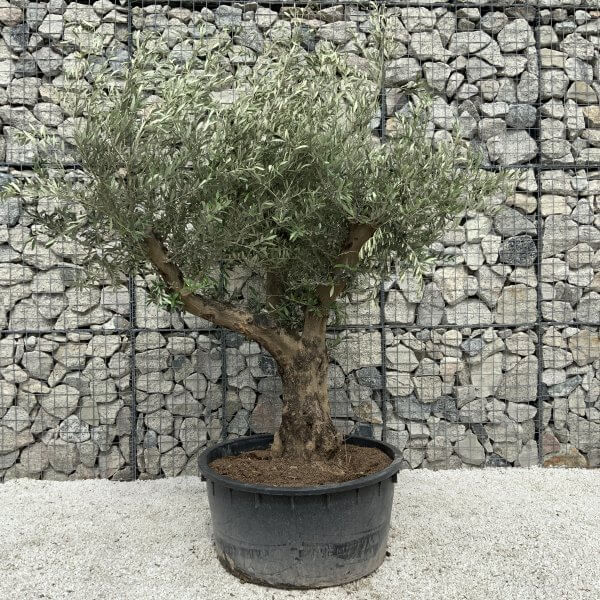 Gnarled Olive Tree XL Multi Stem Low Bowl H554 - 3DF80593 A5A0 49EF 9337 5B9764C10081 scaled