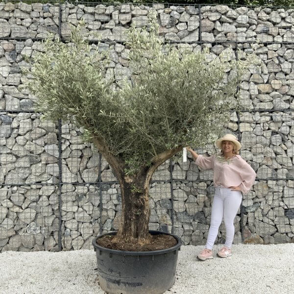 Gnarled Olive Tree XL Multi Stem Low Bowl H569 - 41943CB5 FCDB 4591 905B 0A1DD4E8EC03 1 105 c