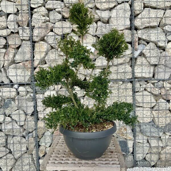 Ilex Crenata Kinme Cloud Tree H286 - 4230083D E434 48DD 931E 2B186334E5B2 1 105 c