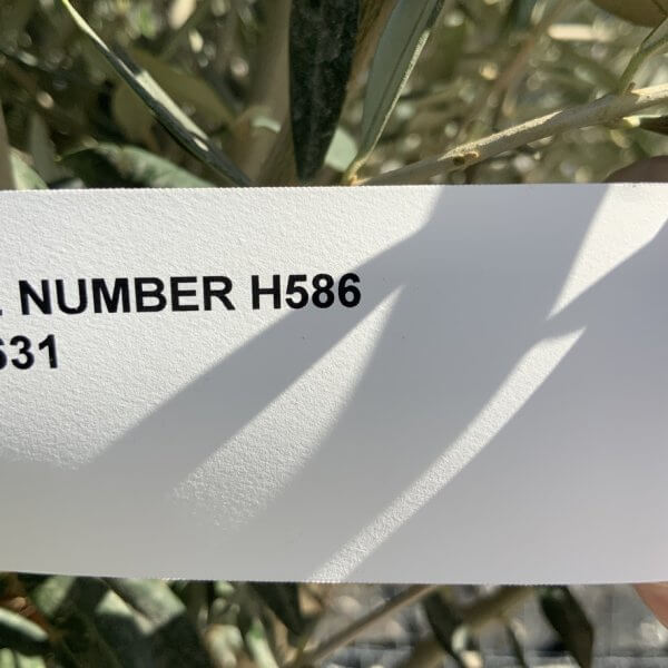Gnarled Olive Tree Multi Stem H586 - 42631A16 C380 4A42 BA59 E15F02E6FD66 1 105 c