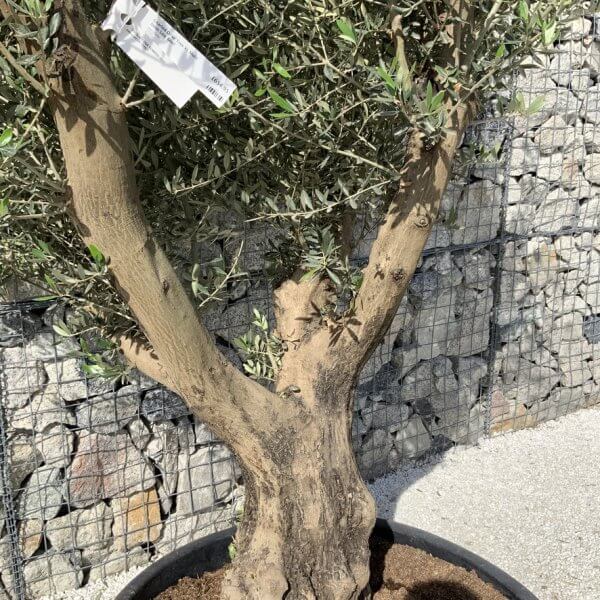 Gnarled Olive Tree XL Multi Stem Low Bowl H717 - 4357CC32 25C9 4BD6 AB84 E36E2CEEBCAF 1 105 c