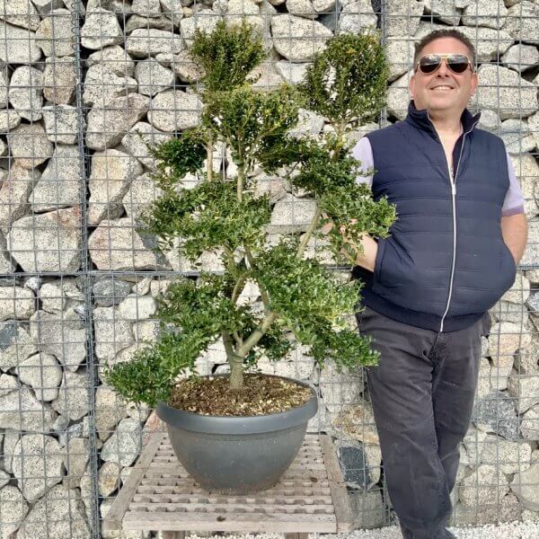 Ilex Crenata Kinme Cloud Tree H285