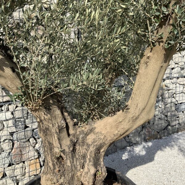 Gnarled Olive Tree XL Multi Stem Low Bowl H719 - 47DA15C4 251E 46A7 8052 FD6E16AAE215 1 105 c