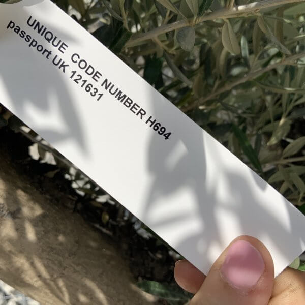 Gnarled Olive Tree Multi Stem H694 - 4A4F3AF4 65FF 4DF2 B7D6 58B449312CE3 1 105 c