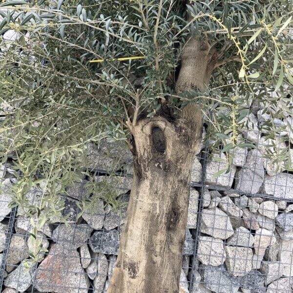Olive Tree Super Tuscan Chunky Trunk (Individual) H633 - Image 3