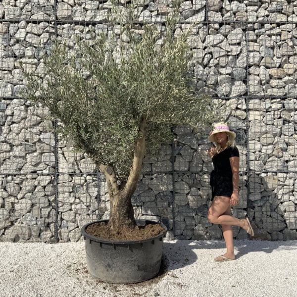 Gnarled Olive Tree XL Multi Stem Low Bowl H720 - 4B180097 F954 4FFE 9679 13C6C5D97C48 1 105 c