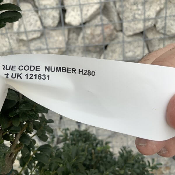 Ilex Crenata Kinme Cloud Tree H280 - 4C933B34 EE85 4286 AEA0 4FF5DA916F88 1 105 c