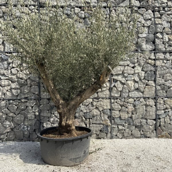 Gnarled Olive Tree XL Multi Stem Low Bowl H617 - 4D8FB47E 696E 4F61 9792 BCDF490F4759 1 105 c