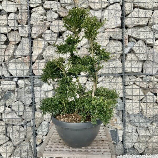 Ilex Crenata Kinme Cloud Tree H287 - 51C02F5A 98F7 40E5 9712 078033B4271F 1 105 c