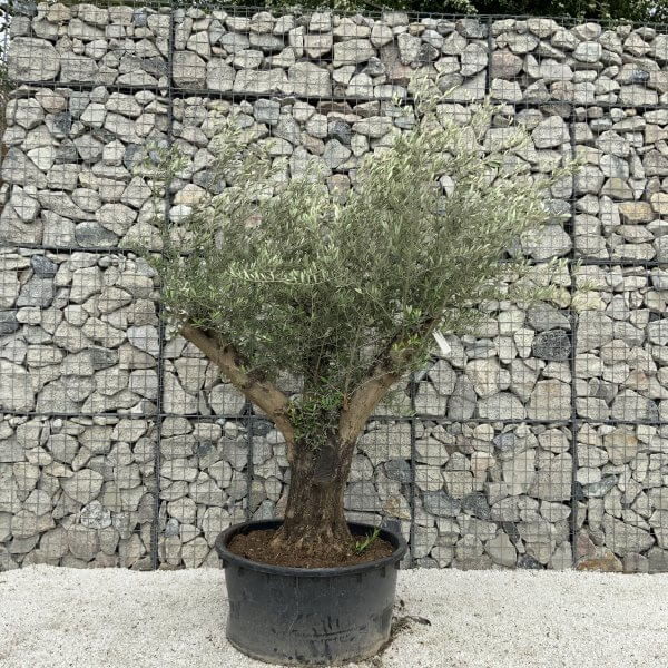 Gnarled Olive Tree XL Multi Stem Low Bowl H551 - 538C6929 00F7 417A 8201 18F6EF351A38 scaled