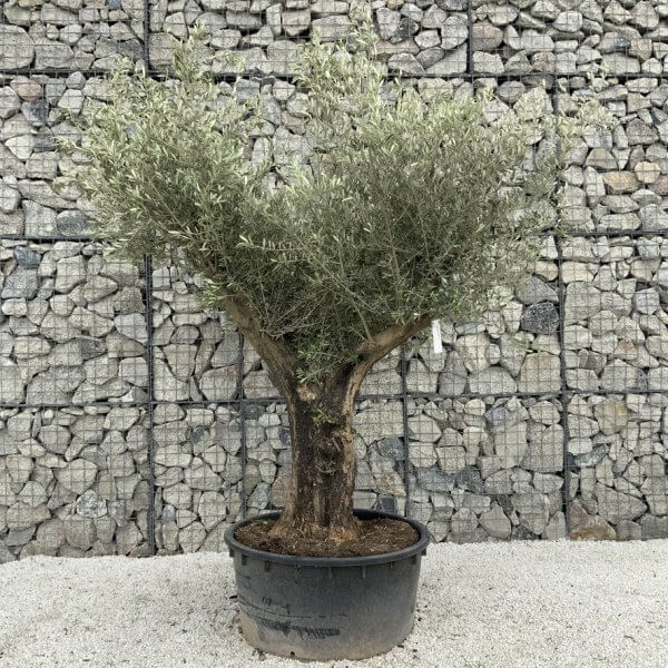 Gnarled Olive Tree XL Multi Stem Low Bowl H569 - 5D0C0776 DC98 418C A1E3 D5CB20B31038 1 105 c
