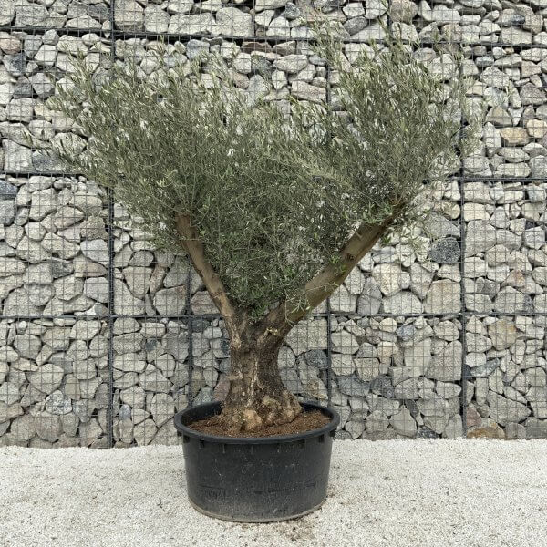 Gnarled Olive Tree XL Multi Stem Low Bowl H550 - 6162C4A2 84B1 4D7C B98F AB5EF258E3D2 scaled