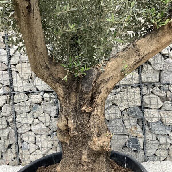 Gnarled Olive Tree XL Multi Stem Low Bowl H553 - 61685FBD CBA3 4CCE 88C1 E6DFE2DA876B scaled