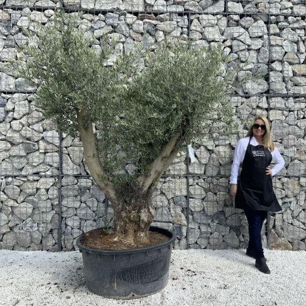Gnarled Olive Tree XL Multi Stem Low Bowl H628