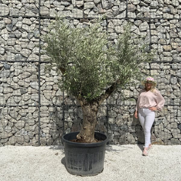 Gnarled Olive Tree Multi Stem H543 - 6A4EB436 0949 4D0C 9321 01E73AD5457B scaled