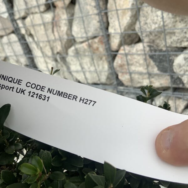 Ilex Crenata Kinme Cloud Tree H277 - 6BE64C88 E743 42B5 B943 2AF7226C2AD1 1 105 c
