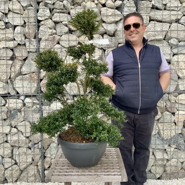 Ilex Crenata Kinme Cloud Tree H280 - 6F54B0F9 DC66 4AFD A248 14D6B1155CD6 1 105 c