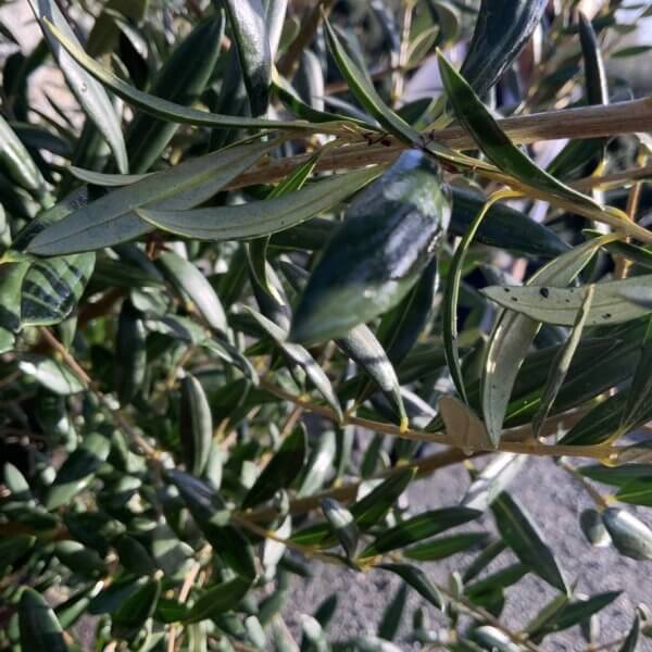 Tuscan Olive Tree XXL Fluted/Chunky Multistem J069 - 6FA62DDA 67AE 4428 A38D 4E5BDD9F9569 1 105 c