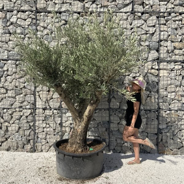 Gnarled Olive Tree XL Multi Stem Low Bowl H710 - 701BB8BF 653F 4C1C 9BBC 1D1204AF804D 1 105 c