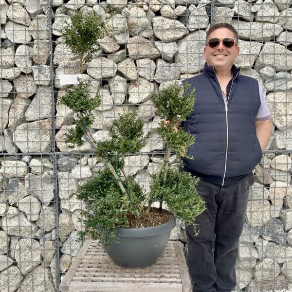 Ilex Crenata Kinme Cloud Tree H274 - 709726E6 1439 4701 B578 DC2B6956FC8E 1 105 c