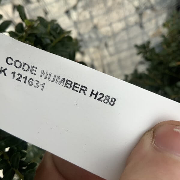 Ilex Crenata Kinme Cloud Tree H288 - 7108CF38 DDBD 49C2 A33D 47FAFE90F4E2 1 105 c
